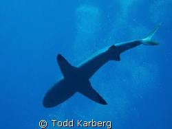 The underbelly of a grey reef shark by Todd Karberg 
